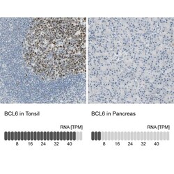 Bcl-6 Antibody, Novus Biologicals:Antibodies:Primary Antibodies